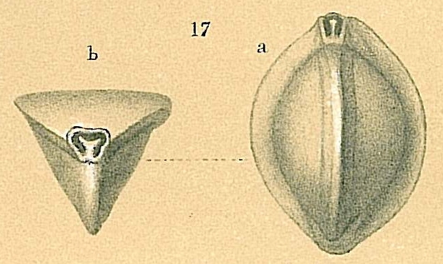 Triloculina tricarinata Triloculina tricarinata