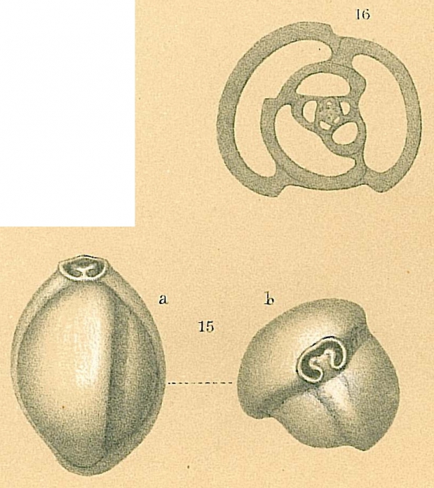 Triloculina trigonula Triloculina trigonula