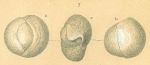Triloculinella sublineata