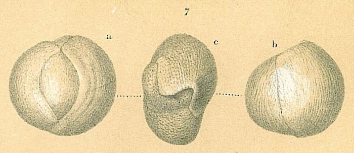Triloculinella sublineata Triloculinella sublineata