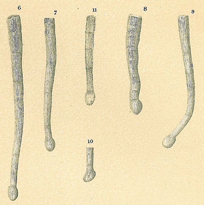 Tubinella funalis Tubinella funalis