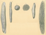 Alveolinella quoii