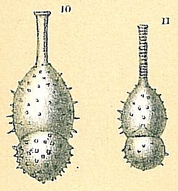 Amphicoryna papillosa Amphicoryna papillosa