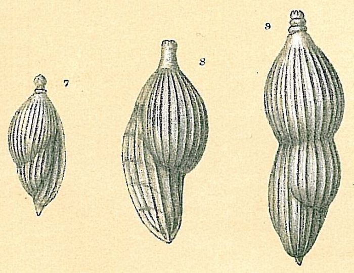 Amphicoryna scalaris Amphicoryna scalaris