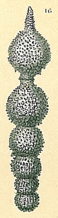 Amphicoryna sp.nov1. Amphicoryna sp.nov1.