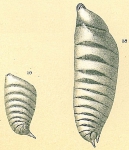 Astacolus bradyi, author: Tomas Cedhagen