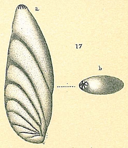 Astacolus insolitus Astacolus insolitus