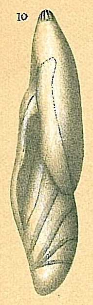 Astacolus sp. aberrant Astacolus sp. aberrant