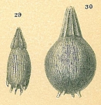 Bifarilaminella advena