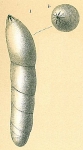 Dentalina advena, author: Tomas Cedhagen