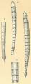 Dentalina albatrossi, author: Tomas Cedhagen