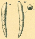 Dentalina aphelis