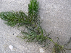 Planten