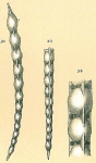 Dentalina catenulata