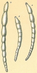 Dentalina filiformis, author: Tomas Cedhagen