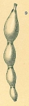 Dentalina inflexa, author: Tomas Cedhagen
