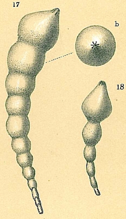 Dentalina sp.nov. Dentalina sp.nov.