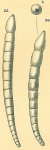 Dentalina subemaciata