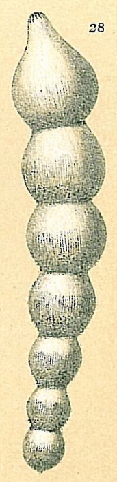 Dentalina subsoluta var. Dentalina subsoluta var.