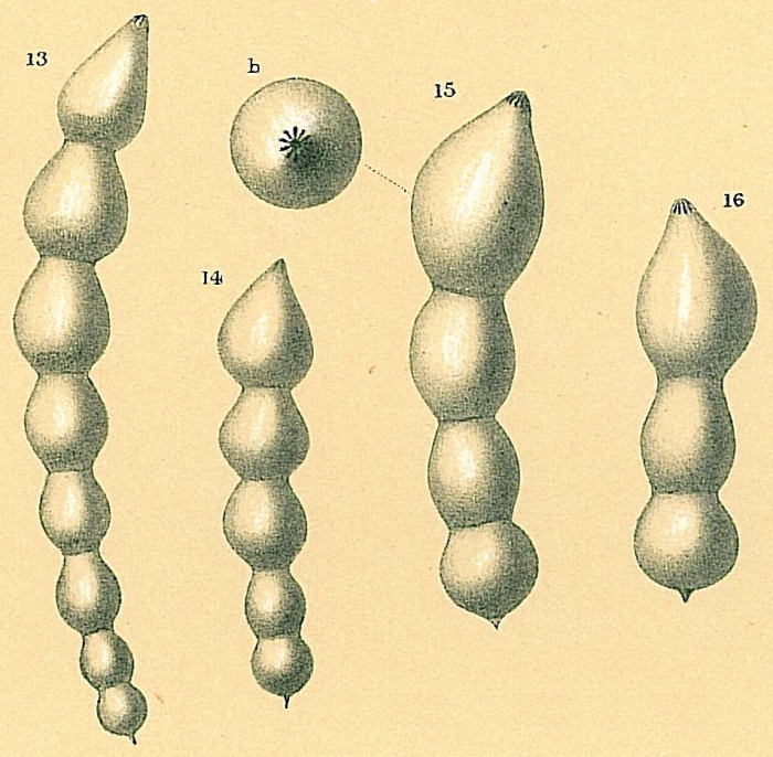 Dentalina subsoluta Dentalina subsoluta