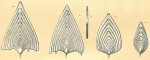 Frondicularia sagittula