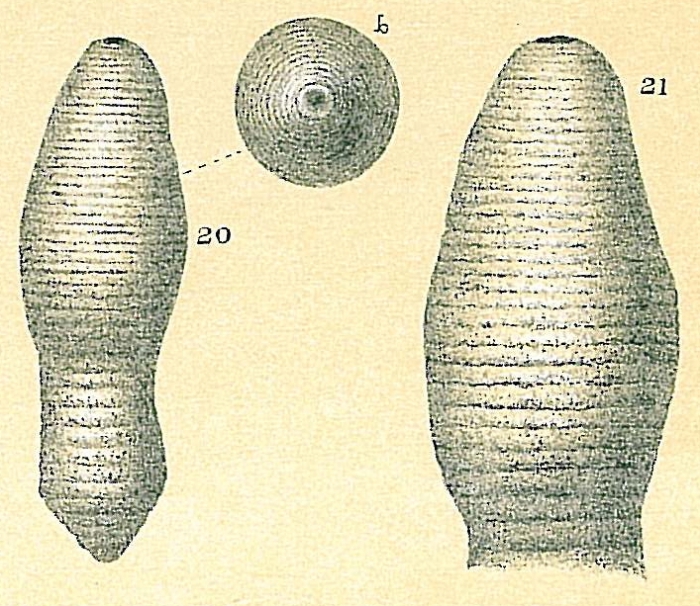 Glandulonodosaria annulata Glandulonodosaria annulata