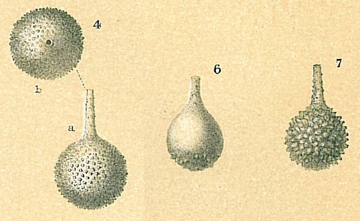 Lagena aspera Lagena aspera