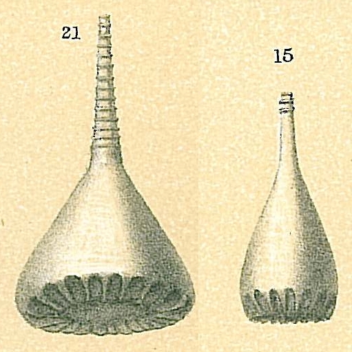 Lagena crenata Not fig. 15 = Exsculptina glaphyraheda Loeblich & Tappan, 1994 Lagena crenata Not fig. 15 = Exsculptina glaphyraheda Loeblich & Tappan, 1994