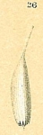 Lagena flexa