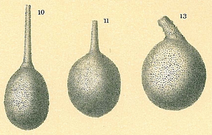 Lagena hispidula Lagena hispidula