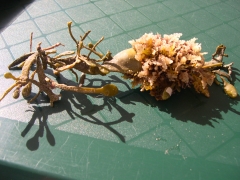 Planten