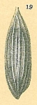 Lagena meridionalis