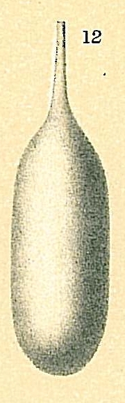 Lagena nebulosa Lagena nebulosa