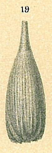 Lagena substriata Lagena substriata