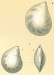 Lenticulina convergens