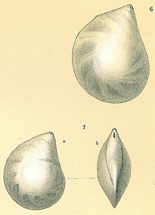 Lenticulina convergens
