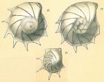 Lenticulina formosa