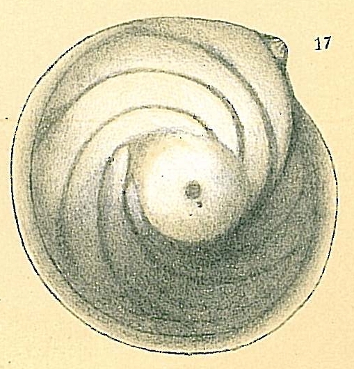 Lenticulina orbicularis Lenticulina orbicularis