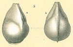 Lenticulina pliocaena