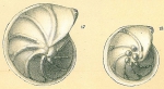 Lenticulina submamilligera