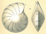 Lenticulina thalmanni