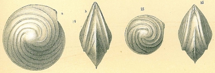 Lenticulina vortex, author: Tomas Cedhagen