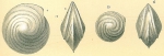 Lenticulina vortex