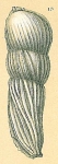 Marginulina costata