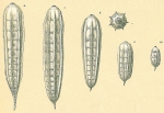 Nodosaria lamnulifera