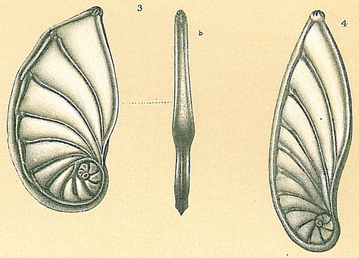 Planularia californica (Galloway &amp; Wissler, 1927) [Planularia australis sensu Jones (1994)]
