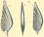 Planularia patens