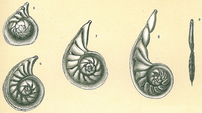 Planularia siddalliana