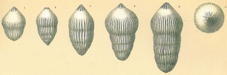 Pseudoglandulina comatula, author: Tomas Cedhagen