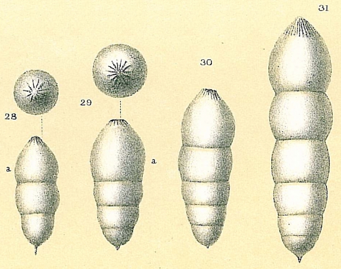 Pseudoglandulina glanduliniformis Pseudoglandulina glanduliniformis